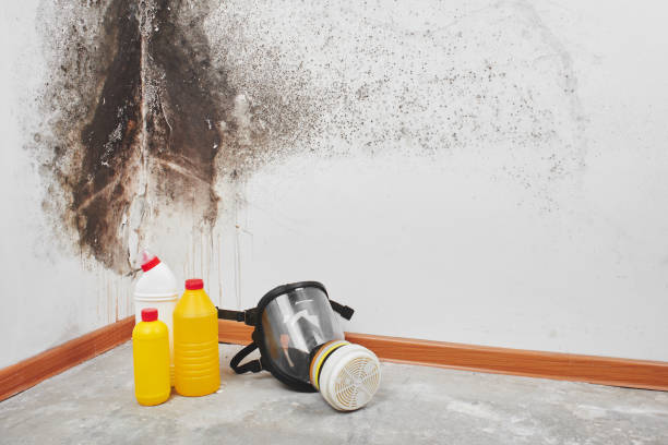 Best Residential Mold Remediation in Crossville, TN