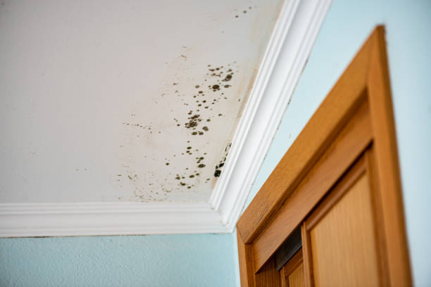 Best Emergency Mold Remediation in Crossville, TN
