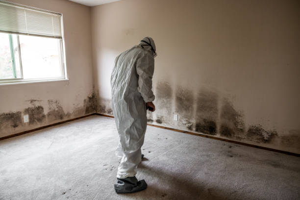 Best Localized Mold Remediation (e.g., coastal areas, humid climates) in Crossville, TN